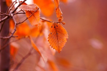 red autumn leaves