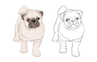 Set of pug dogs vector illustration. Colored and outline design. Vector illustration.. Isolated on white background.