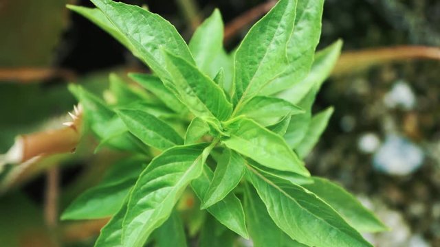 sweet Basil Leaves in garden and nature bokeh in the background (Ocimum basilicum Linn) .Organic food , herb and healthcares