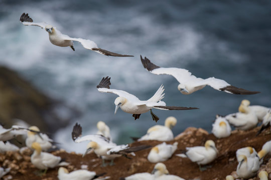 Scotland, flying Northern gannets