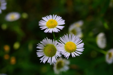 Obraz premium daisies in the garden