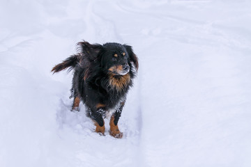 Small black dog running along the road in the village in winter day