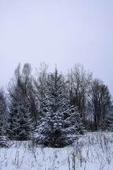 Snow covered fir trees in cold winter day. Seasonal nature in East Europe.