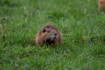 Nutria