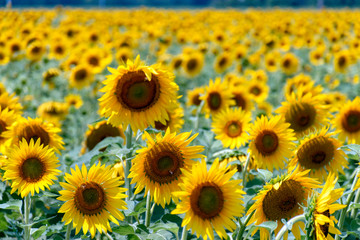 Fototapeta premium A field of sunflowers in summer attracts native bees and other pollinators.