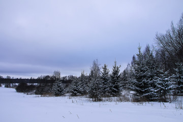 Fototapeta premium Snow covered fir trees in cold winter day. Seasonal nature in East Europe.