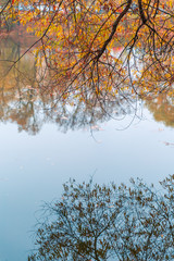 Colorful autumn park. Autumn trees with yellow leaves in the autumn park. Belgorod. Russia.