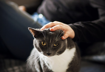A man's hand stroking gently gray domestic Shorthair cat with a white spot on the forehead, which...
