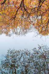 Colorful autumn park. Autumn trees with yellow leaves in the autumn park. Belgorod. Russia.