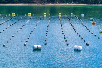 Pearl rows in the ocean, production and cultivation of pearls in the ocean. Pearl aqua farming cultivation Shima Japan.