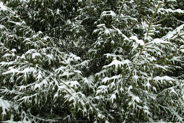 Snow covered fir trees in cold winter day. Seasonal nature in East Europe.