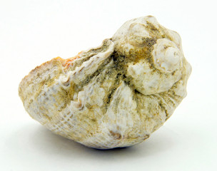 sea shell with traces of being in the water on a white background