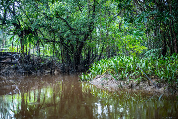 the little amazon in pang-nga in Sang Nae Canal thailand