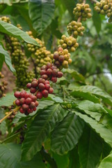 Bunch Coffee Berry Fruit on the Plant Branches