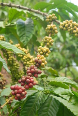Bunch Coffee Berry Fruit on the Plant Branches