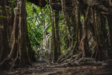 the little amazon in pang-nga in Sang Nae Canal thailand