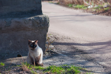 cat sitting on the sidewalk near a road with grass