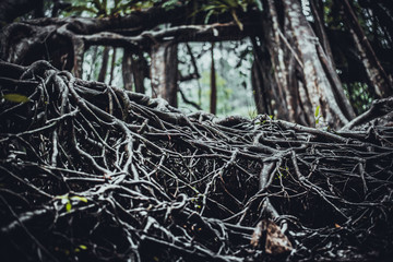the giant tree in the forrest fucus on root