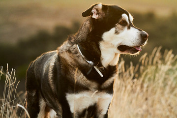Portrait Dog Alaska Malamute With mastiff in nature