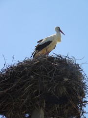 A stork sits in a nest