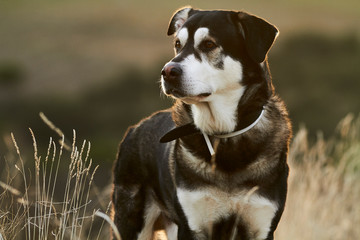 Naklejka na ściany i meble Portrait Dog Alaska Malamute With mastiff in nature