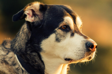 Portrait Dog Alaska Malamute With mastiff in nature
