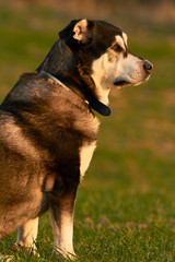 Portrait Dog Alaska Malamute With mastiff in nature