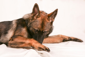 German shepard pup looking innocent