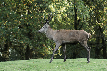 adult deer on green forest background, easy to isolate from 