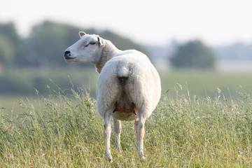 Deichschaf