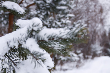 Eergreen pine tree branches in snow