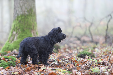 English Cocker Spaniel