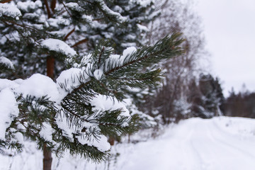 Eergreen pine tree branches in snow