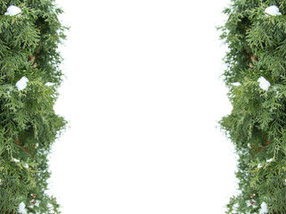 Fototapeta premium Christmas tree branches green framework on white background