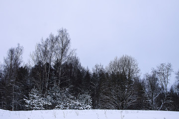 Beautiful winter landscape with trees in snow