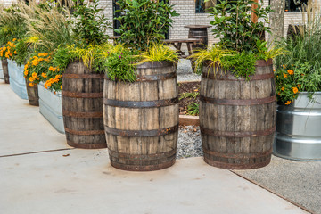 Oak barrel planters outdoors