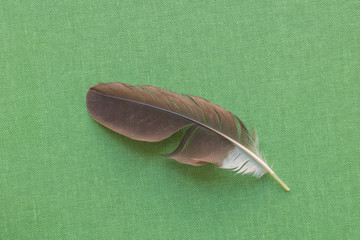 Brown and white feather on lime green fabric backdrop.