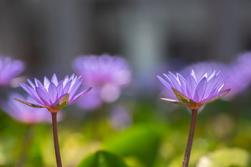 Fototapeta premium lotus lilly flower blossom on water