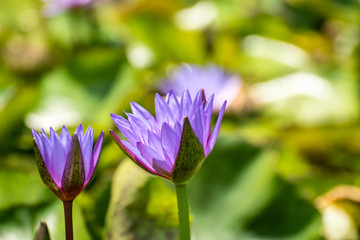 Fototapeta premium Beautiful waterlily or lotus flower in pond.