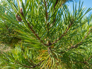Background needle pine close up