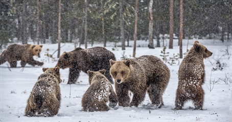 Bear family in the snowfall. She-Bear and bear cubs on the snow. Brown bears in the winter forest. Natural habitat. Scientific name: Ursus Arctos Arctos. © Uryadnikov Sergey