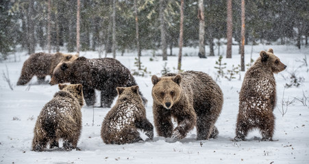 Bear family in the snowfall. She-Bear and bear cubs on the snow. Brown bears in the winter forest. Natural habitat. Scientific name: Ursus Arctos Arctos. © Uryadnikov Sergey
