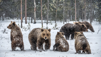 Bear family in the snowfall. She-Bear and bear cubs on the snow. Brown bears in the winter forest. Natural habitat. Scientific name: Ursus Arctos Arctos. © Uryadnikov Sergey