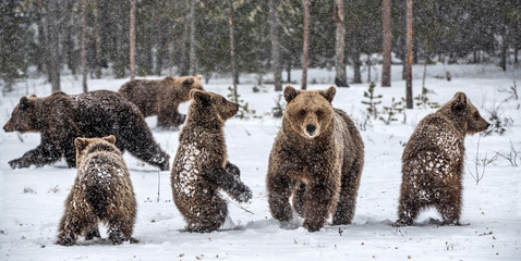 Bear family in the snowfall. She-Bear and bear cubs on the snow. Brown bears in the winter forest. Natural habitat. Scientific name: Ursus Arctos Arctos. © Uryadnikov Sergey