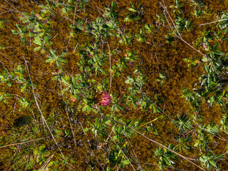 Background of beautiful flowers and moss growing on the sand