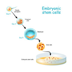 Embryonic stem cells cultivation In Vitro. © designua