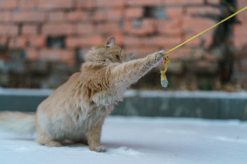 Fototapeta premium Young orange cat playing with toy on the rope in the winter snowy yard of russian dacha. Very fluffy cat is ready to cold winter. Concepts of cats' habits.