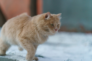 Young orange cat playing, jumping in the winter yard. Fluffy cat is ready to cold snowy winter. He goes and prepares to attack. Concepts of cats' habits.