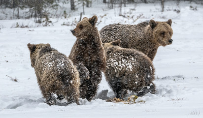 Bear family in the snowfall. She-Bear and bear cubs on the snow. Brown bears in the winter forest. Natural habitat. Scientific name: Ursus Arctos Arctos. © Uryadnikov Sergey