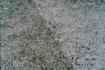 Photography of first snow in the Moscow park. Light snow covered green grass. Nature looks like sugar sweets. Suitable as background, greeting card, posters.